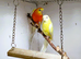 Redrump Parakeets available, stunning bonded pair