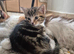 Kiten