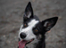 Need to re home border collie no fault of her own