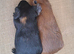 2 young boars
