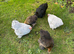 Pekin bantams hens