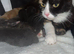 Kittens for sale