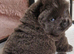 Amazing k.c registered chow chow puppies