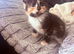 Beautiful little kittens