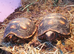 red foot 5 year old tortoises and others
