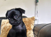 griffon puppy for sale