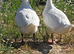 Smooth Sebastopol male goslings