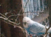 3 boy budgies for sale