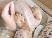 Lilac and fawn female miniature dachshund