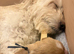 Exceptional F2  Cockapoo Puppies