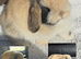 Mini Lop Babies