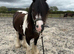 12.2 approx cob gelding