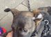 Belgian Malinois puppy