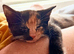 Female tortoise shell kitten