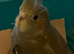 Silly tame hand reared cockatiels for sale