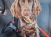 Female cocker spaniel