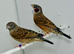 Beautiful pair of Cut-throat finches for sale