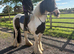 Beautiful tradition cob 14.1hh