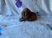 Miniature Labradoodle