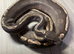 GHI yellow belly ball python