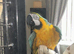 2 beautiful macaw birds