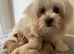 Adorable Maltipoo