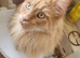 Male maincoon cat