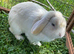 Friendly Male Mini Lop