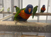 Hand Reared Baby Rainbow Lorikeets