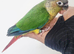 Baby conure with new cage