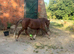 Welsh C type Mare