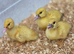 Muscovy ducklings