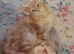 Maine Coon kittens