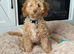 15 week cockapoo