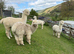 4 pet alpaca boys very friendly halter trained