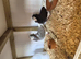 Selling Up fancy pigeons