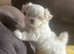 Maltese Korean Mini