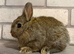 Netherland Dwarf Baby Boy