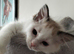 Ragdoll kitten