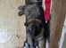 German Shepherd Girl Pup