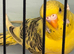 Baby budgies 12 weeks old