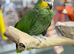 Yellow crowned amazon
