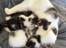 Last Cute tabby kitten in essex