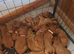 Stunning puppies for sale