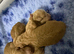 Stunning toy poodles