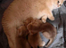 British Shorthair kittens