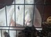 2 mini loop rabbits