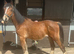11mth gelding