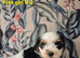 Yorkshire/Biewier terrier puppies
