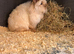 2 Female MiniLionLops for Sale